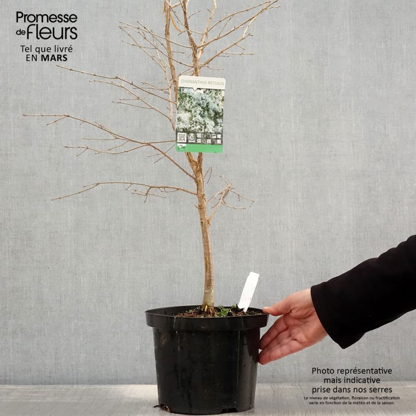 Spécimen de Chionanthus retusus - Arbre de neige Pot de 7,5L/10L tel que livré au printemps