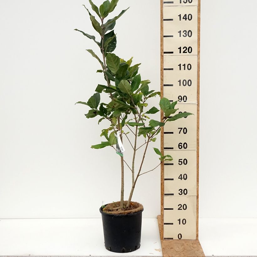 Spécimen de Chionanthus virginicus - Arbre de neige Pot de 12L/15L tel que livré en automne