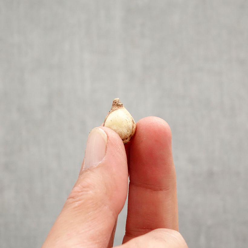 Spécimen de Chionodoxa en mélange - Gloire des Neiges Bulbe calibre 5+ tel que livré au printemps