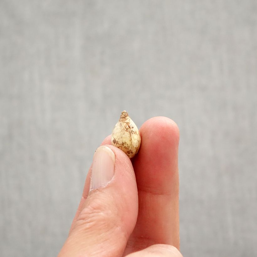 Example of Chionodoxa forbesii Blue Giant Bulbe calibre 5+ as you get in printemps