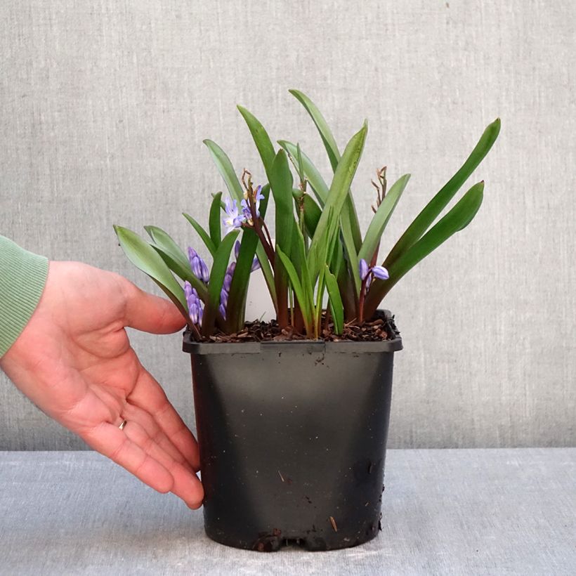 Example of Chionodoxa forbesii Blue Giant Pot de 2L/3L calibre 5+ as you get in hiver