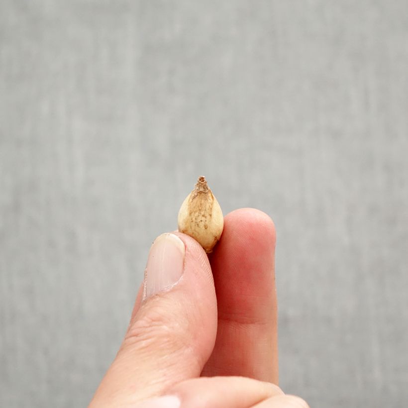 Example of Chionodoxa forbesii - Gloire des Neiges Bulbe calibre 5+ as you get in printemps