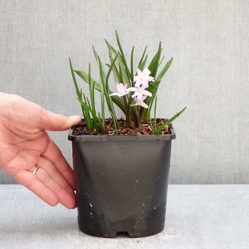 Example of Chionodoxa forbesii Pink Giant Pot de 2L/3L calibre 4/6 as you get in hiver