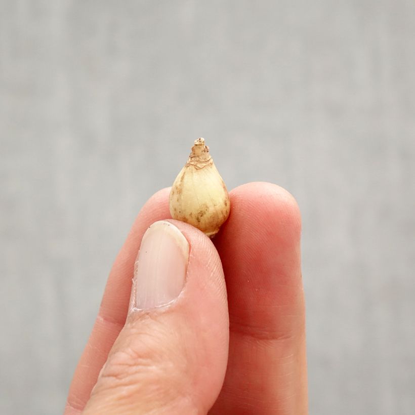 Example of Chionodoxa luciliae Rosy Queen - Gloire des Neiges Bulbe calibre 5+ as you get in printemps