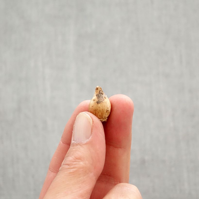 Example of Chionodoxa sardensis - Gloire des neiges Bulbe calibre 5+ as you get in printemps