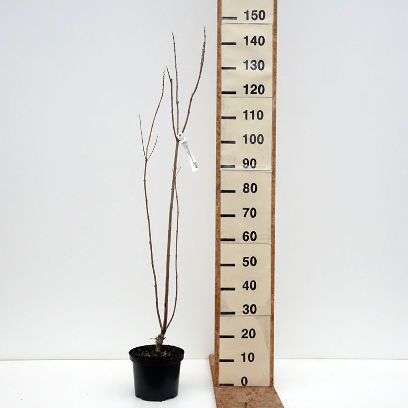 Example of Chitalpa de Taschkent - Chitalpa tashkentensis Pink Dawn Pot de 4L/5L as you get in hiver