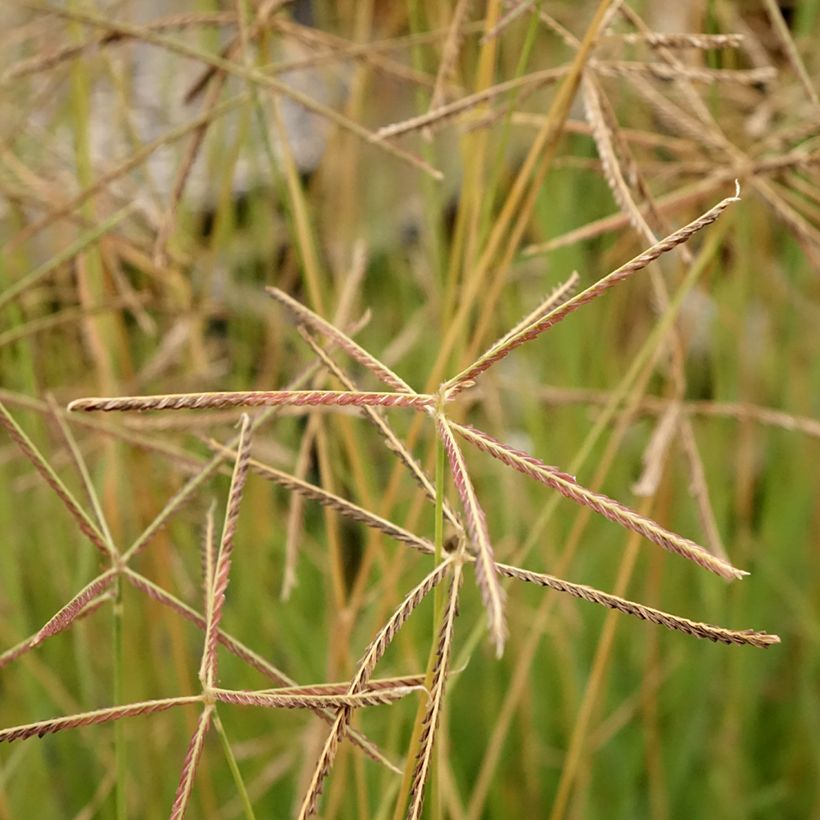 Chloris virgata - Herbe à plumes de Rhodes (Flowering)