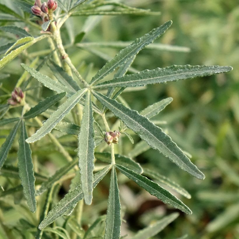 Choisya Little Bee - Oranger du Mexique (Foliage)