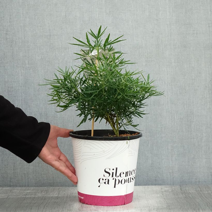 Spécimen de Choisya Little Bee - Oranger du Mexique Pot de 3L/4L tel que livré en automne