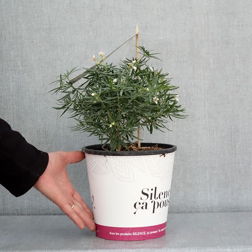 Example of Choisya Little Bee - Oranger du Mexique Pot de 3L/4L as you get in hiver