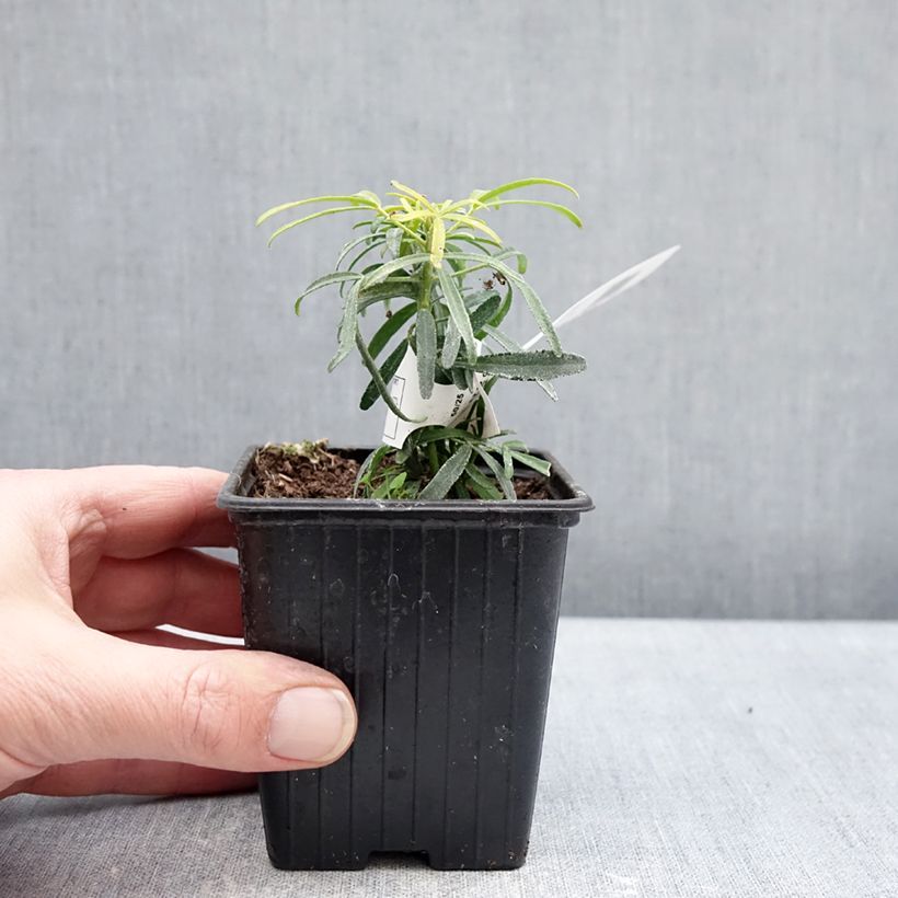 Spécimen de Choisya Little Honey Bee - Oranger du Mexique Godet de 8/9 cm tel que livré en hiver