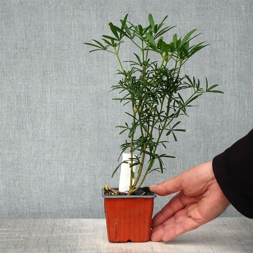 Example of Choisya Scented Gem - Oranger du Mexique Godet de 8/9 cm as you get in printemps