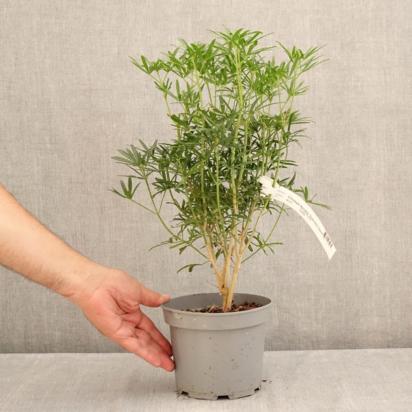 Spécimen de Choisya Scented Gem - Oranger du Mexique Pot de 2L/3L tel que livré en été