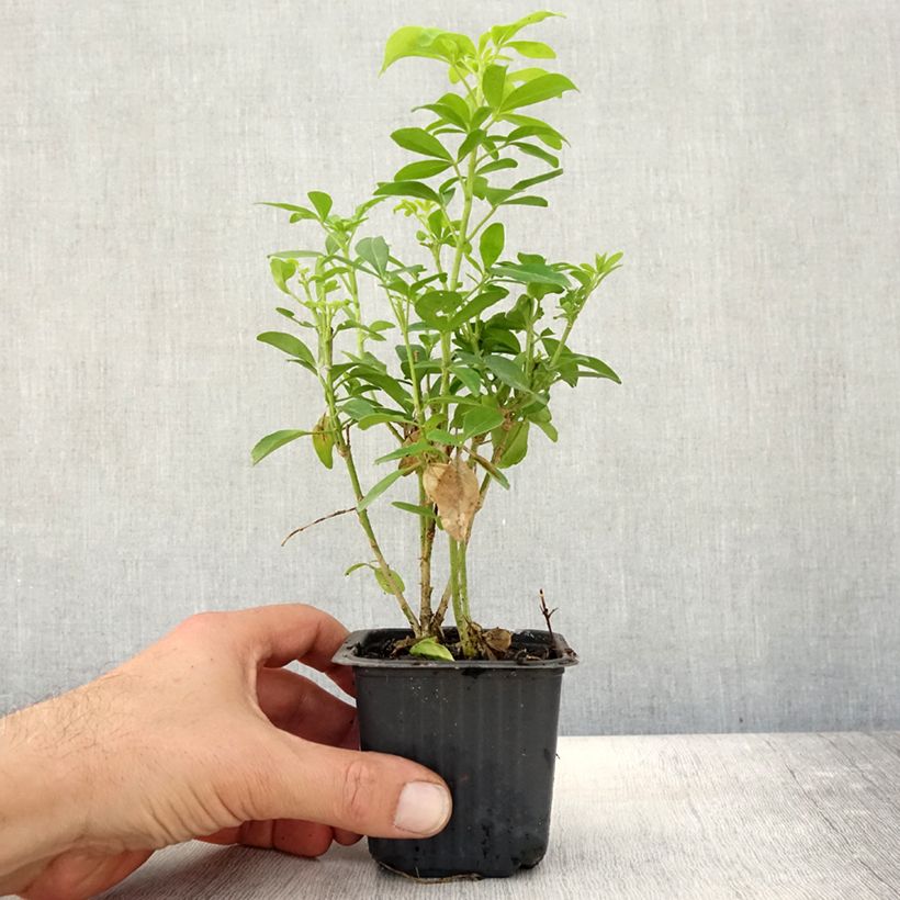 Spécimen de Choisya ternata Sundance - Oranger du Mexique Godet de 8/9 cm tel que livré en automne