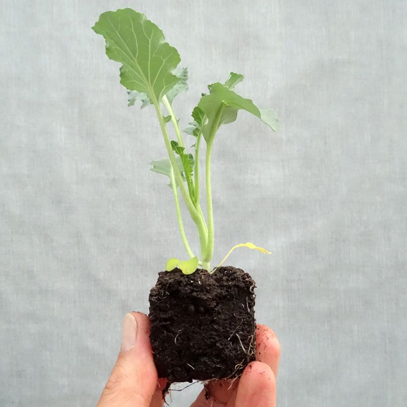 Example of Chou Brocoli Marathon F1 en plants Mini-motte Ø 3/4 cm, Livré en hauteur de 5 à 10 cm as you get in printemps