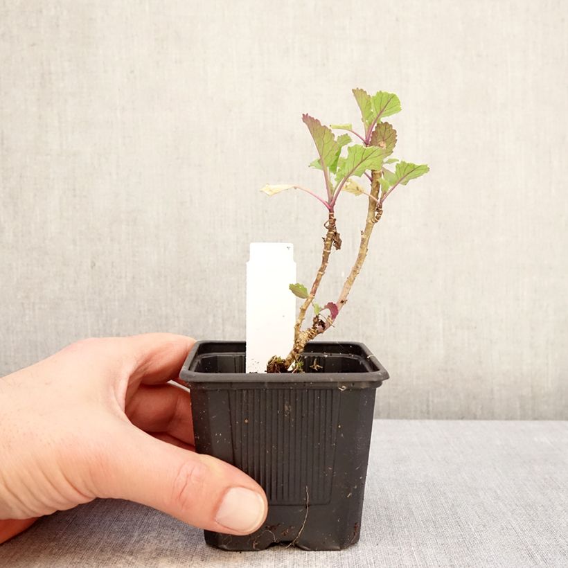 Example of Chou perpétuel Daubenton's Green en plant - Brassica oleracea ramosa Godet de 8/9 cm as you get in hiver