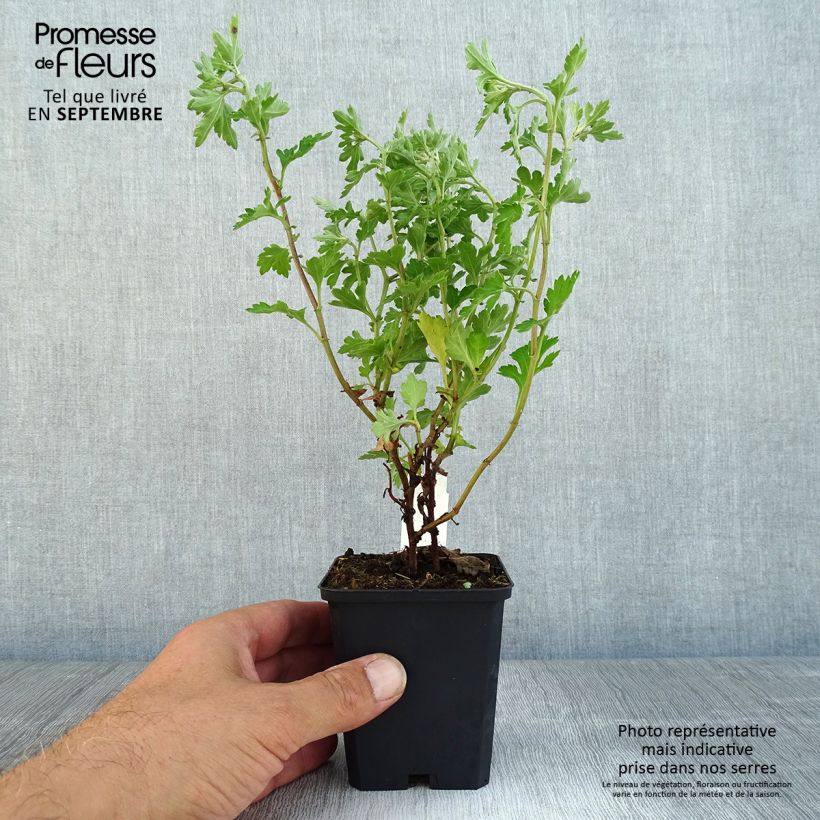 Spécimen de Chrysanthème des jardins Anastasia - Dendranthema x indicum Godet de 8/9 cm tel que livré en automne