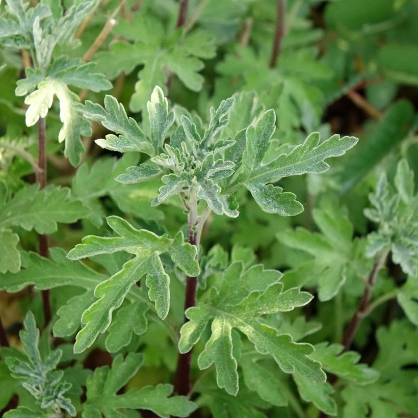 Chrysanthème des jardins Bienchen - Chrysanthemum indicum (Foliage)