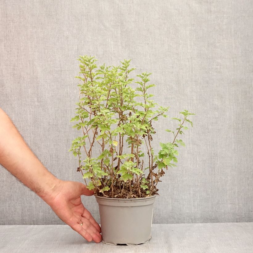 Spécimen de Chrysanthème des jardins Bienchen - Chrysanthemum indicum Pot de 2L/3L tel que livré en été