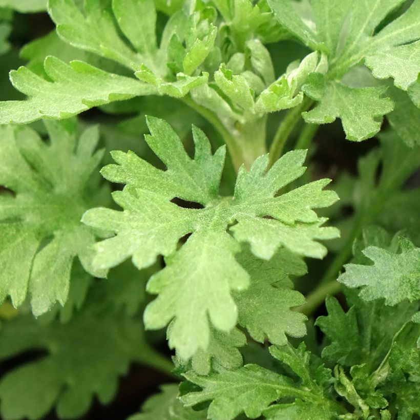 Chrysanthème des jardins Cedie Mason - Chrysanthemum (x) indicum (Foliage)