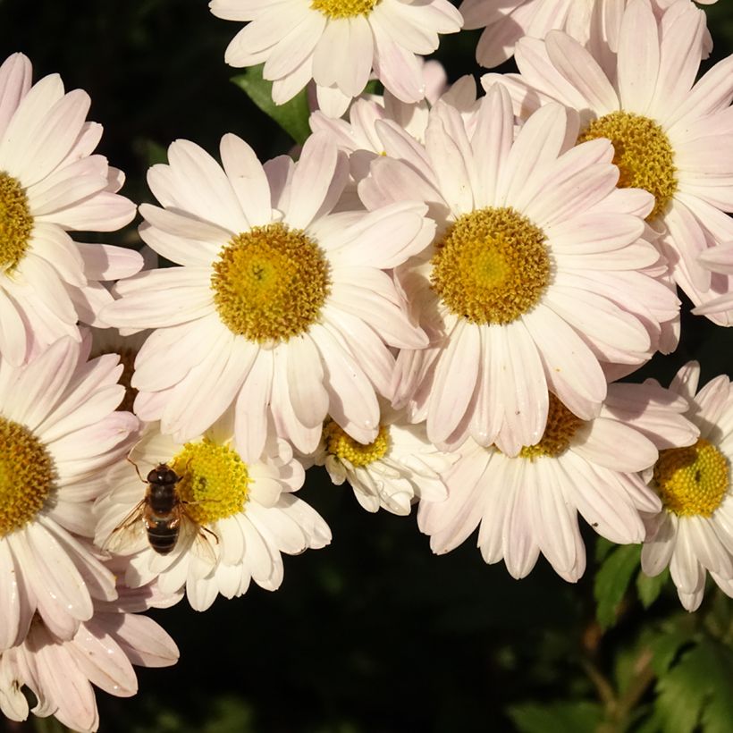 Chrysanthème des jardins Hebe - Chrysanthemum koreanum (Floraison)