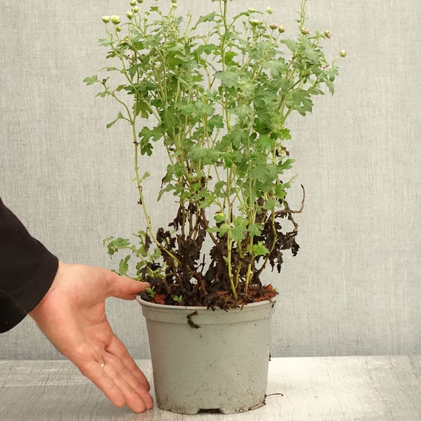 Spécimen de Chrysanthème des jardins Julia - Chrysanthemum (x) indicum Pot de 2L/3L tel que livré en automne