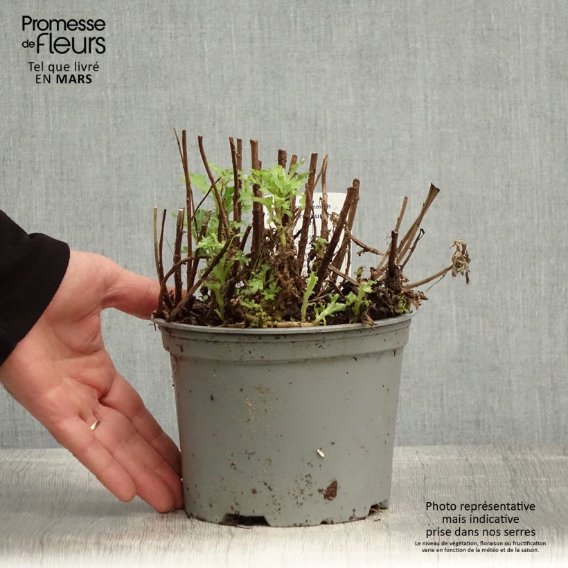 Spécimen de Chrysanthème des jardins Nantyderry Sunshine - Chrysanthemum Pot de 2L/3L tel que livré au printemps