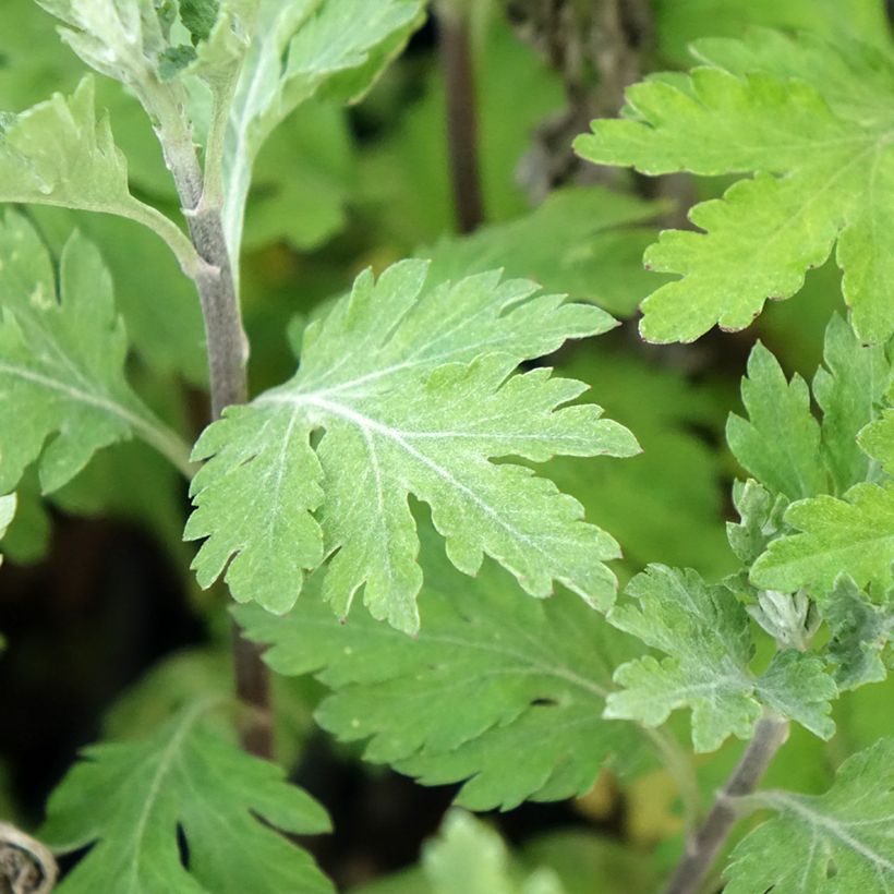 Chrysanthème des jardins Oury - Chrysanthemum indicum (Foliage)