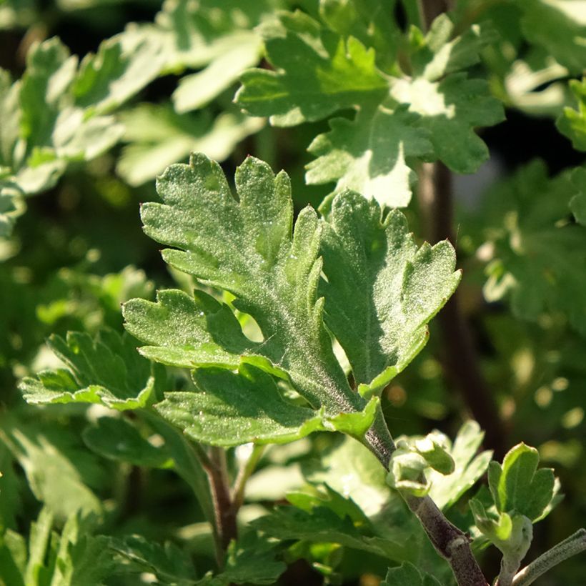 Chrysanthème des jardins Rehauge - Chrysanthemum indicum (Foliage)