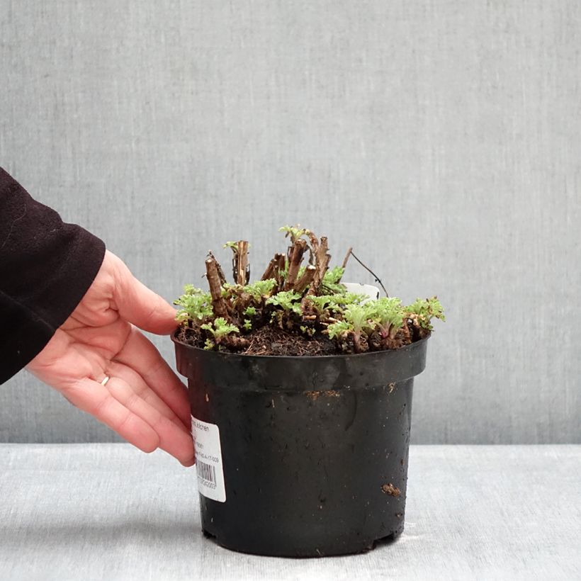 Spécimen de Chrysanthème des jardins Rotes Julchen - Chrysanthemum  Pot de 2L/3L tel que livré en hiver