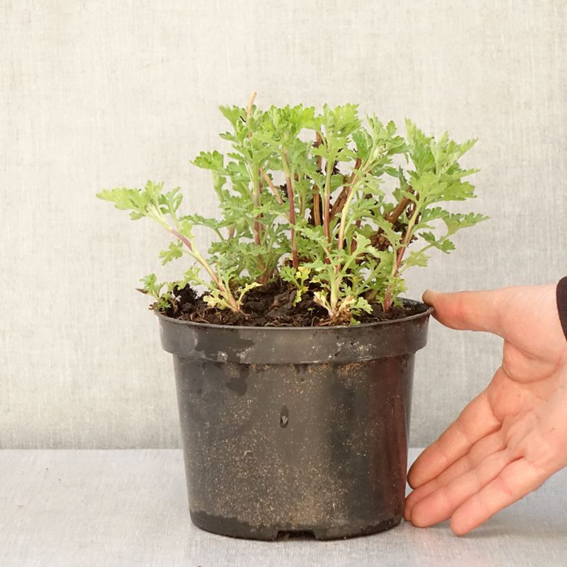 Spécimen de Chrysanthème des jardins Rotes Julchen - Chrysanthemum  Pot de 2L/3L tel que livré au printemps