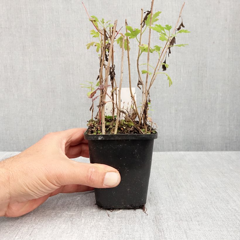 Spécimen de Chrysanthème rubellum Duchess of Edinburgh - Marguerite d'automne Godet de 8/9 cm tel que livré en automne