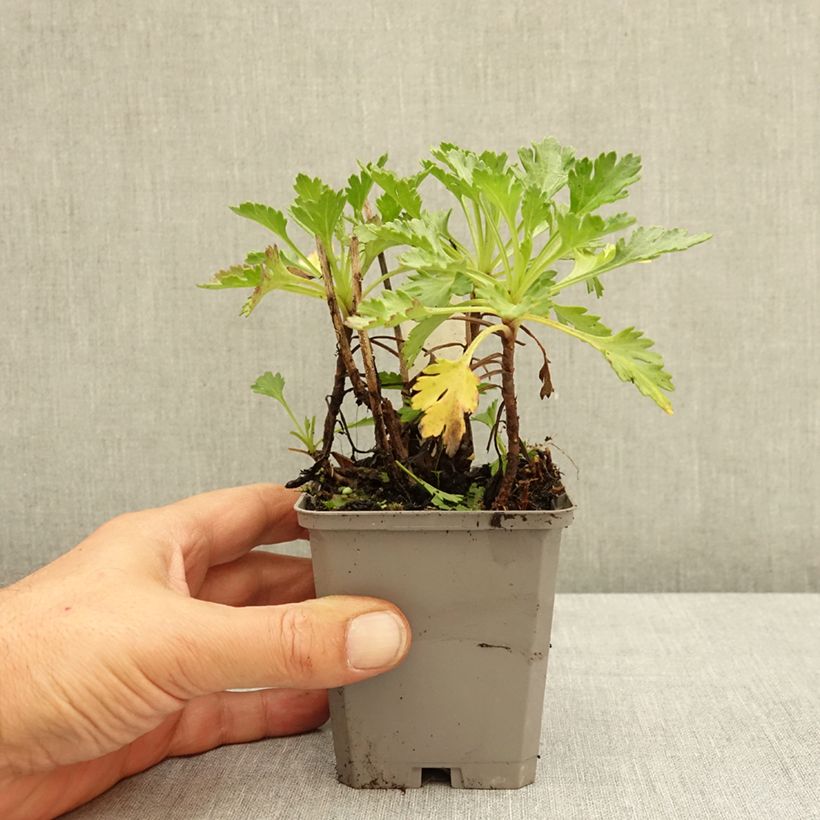 Spécimen de Chrysanthemum arcticum Roseum, Marguerite Godet de 8/9 cm tel que livré en été