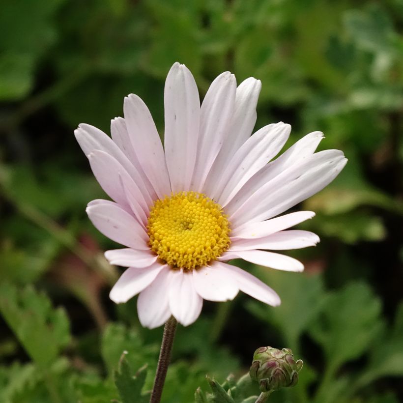 Chrysanthemum arcticum Roseum, Marguerite (Floraison)