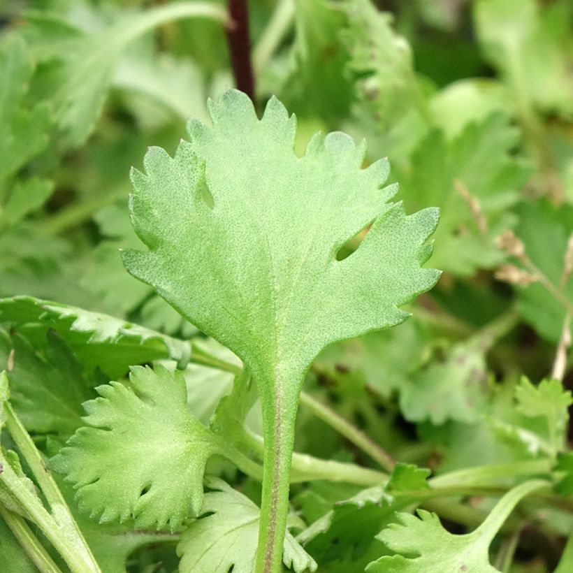 Chrysanthemum arcticum Roseum, Marguerite (Feuillage)
