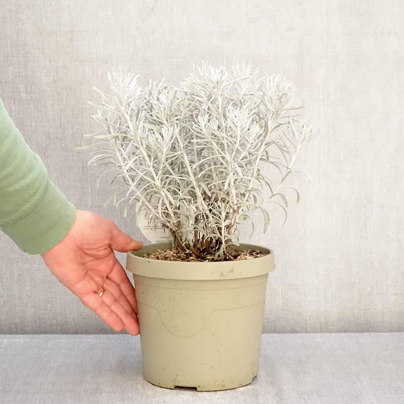 Example of Chrysocephalum apiculatum Korma - Immortelle  Pot de 3L/4L as you get in hiver