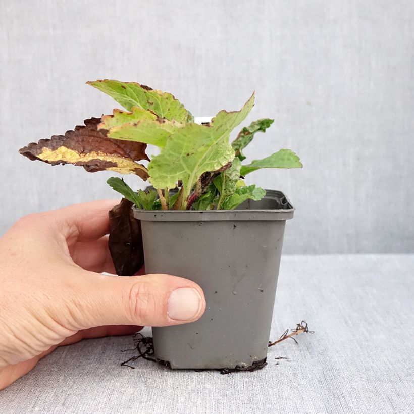 Spécimen de Chrysogonum virginianum André Viette Godet de 8/9 cm tel que livré en automne