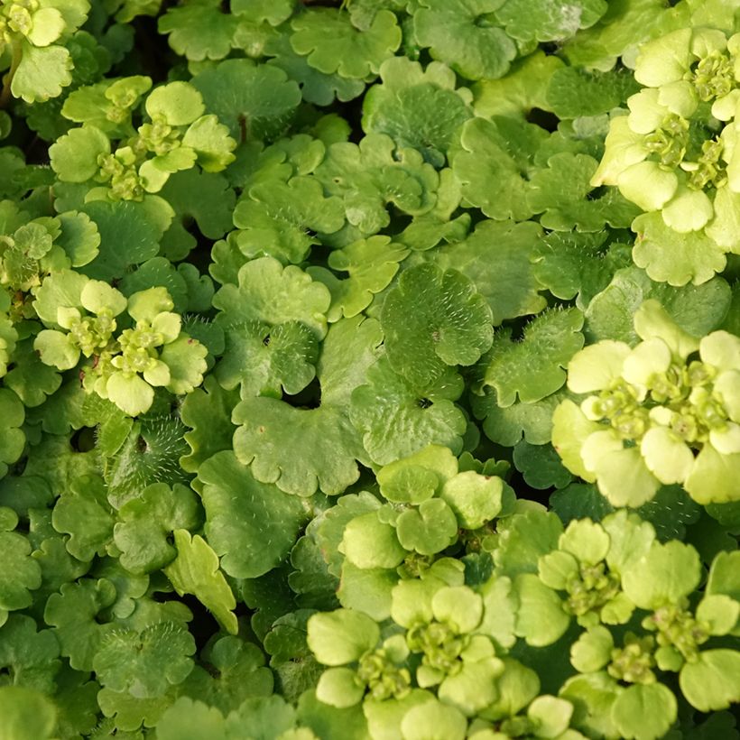 Chrysosplenium alternifolium - Dorine à feuilles alternes, Cresson doré, Cresson de rocher (Foliage)