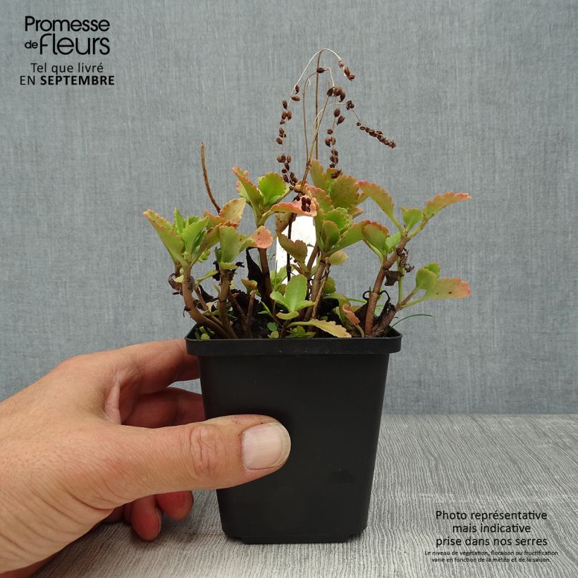 Spécimen de Chrysosplenium oppositifolium, Dorine Godet de 8/9 cm tel que livré en automne