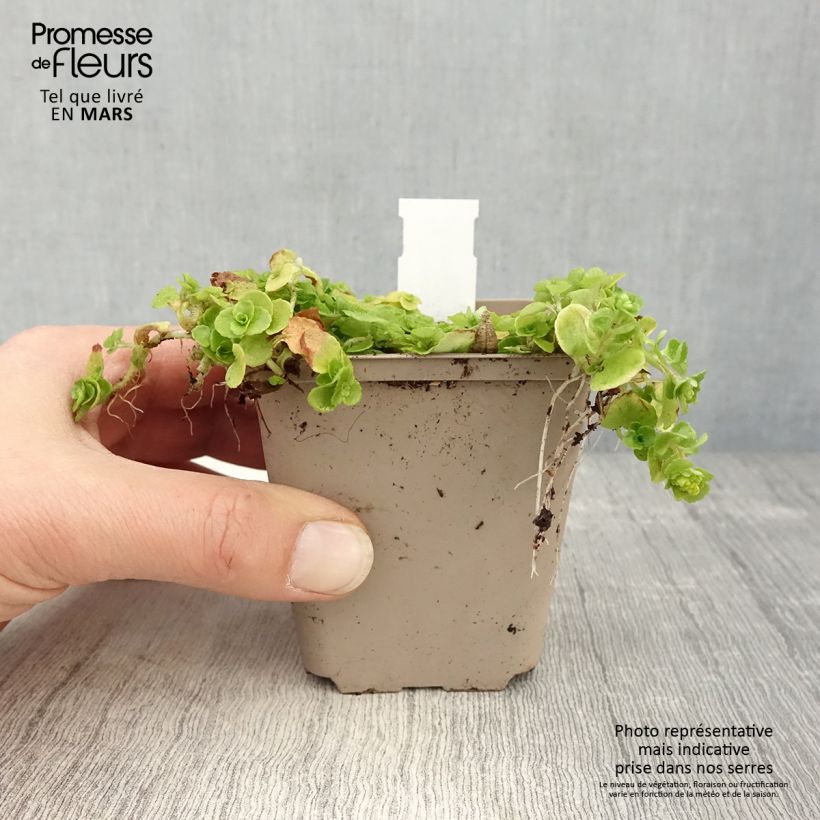 Example of Chrysosplenium oppositifolium, Dorine Godet de 8/9 cm as you get in printemps