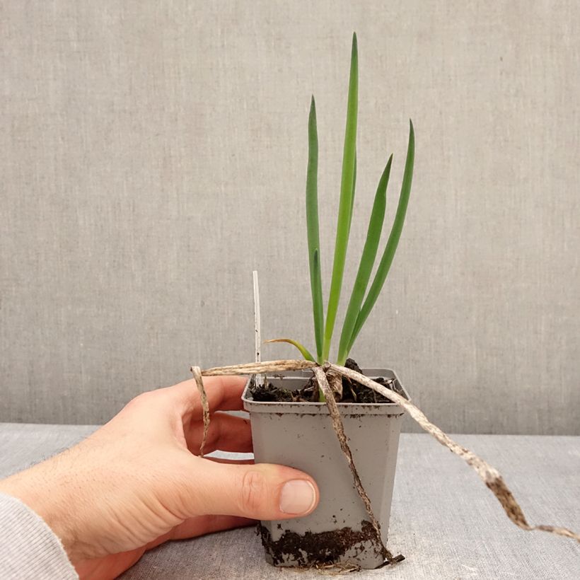 Example of Ciboule ou Cive - Allium fistulosum Godet de 8/9 cm calibre I as you get in hiver