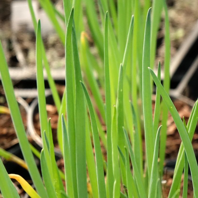 Ciboule ou Cive - Allium fistulosum (Foliage)