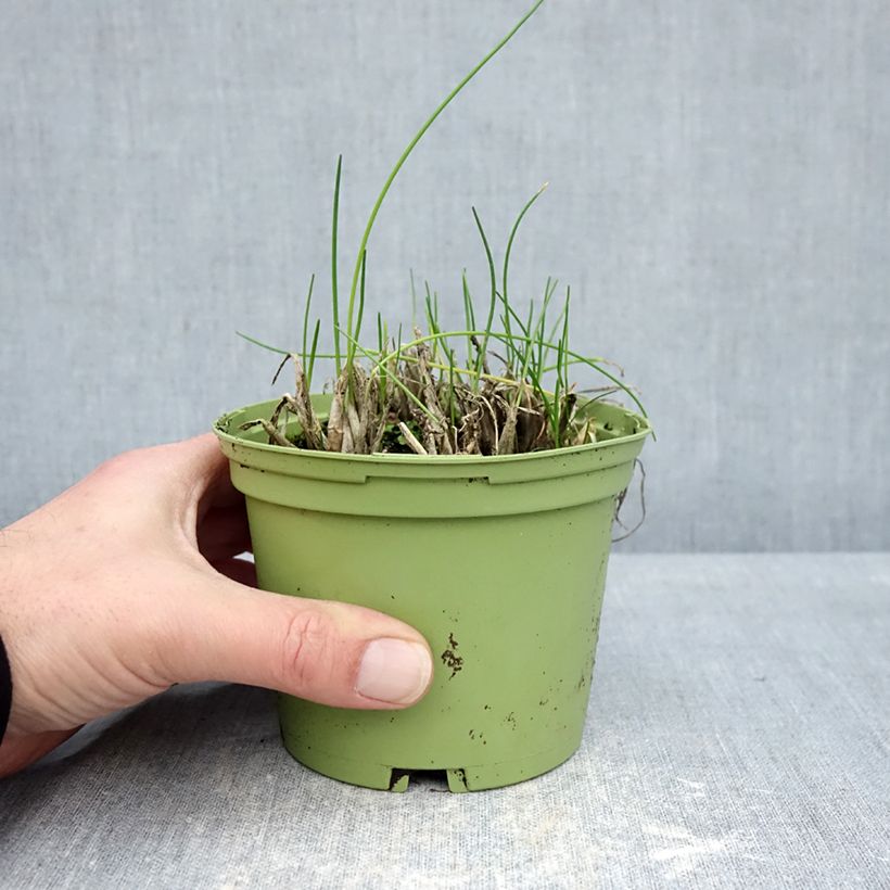 Spécimen de Ciboulette - Civette en plant BIO Pot de 10 cm/11cm tel que livré en hiver