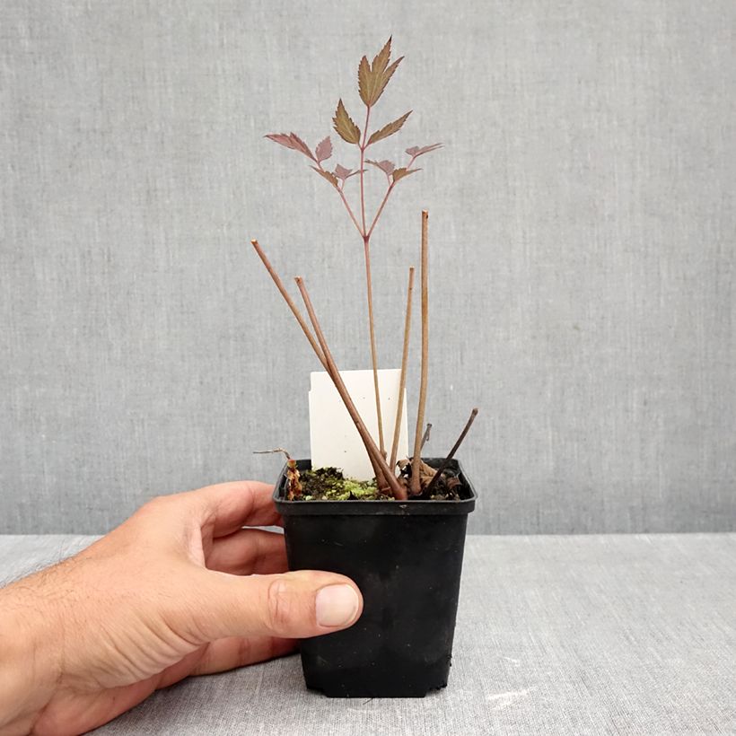Spécimen de Cierge d'argent - Actaea hybride Queen of Sheba Godet de 8/9 cm tel que livré en automne
