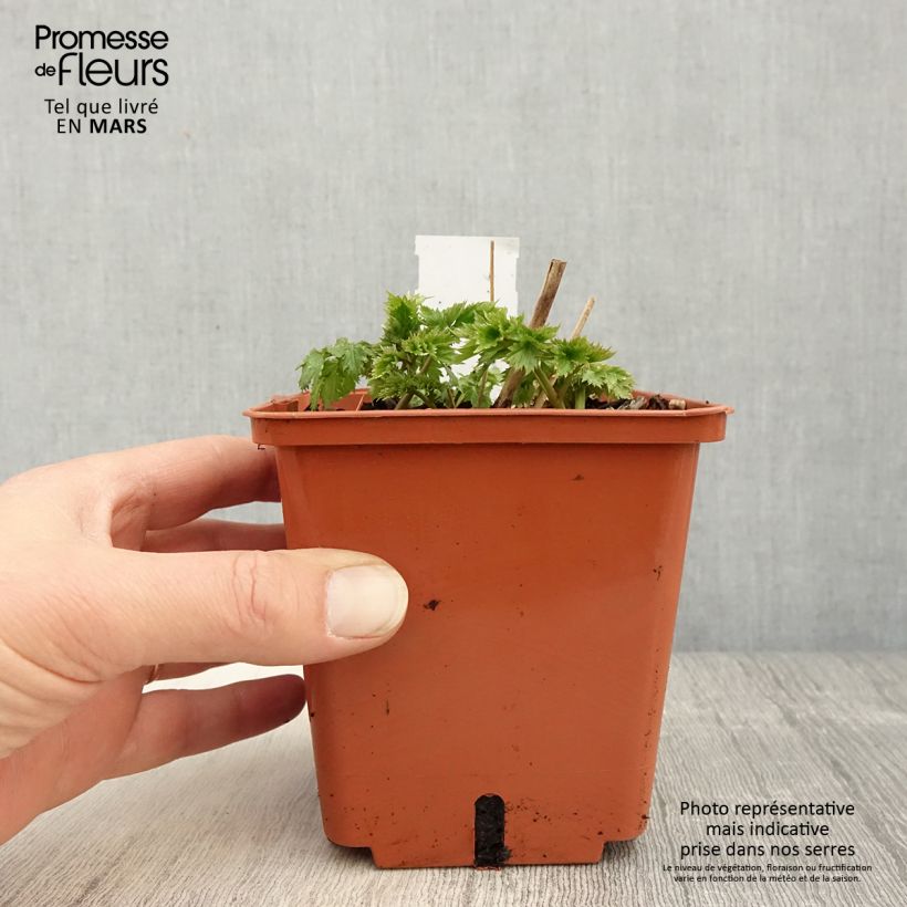 Example of Cierge d'argent, Cimicifuga, Actaea matsumurae White Pearl Pot de 1,5L/2L as you get in printemps