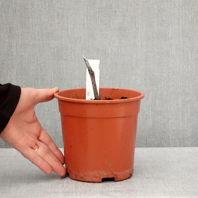 Example of Cierge d'argent - Cimicifuga, Actaea simplex Chocoholic Pot de 2L/3L as you get in printemps