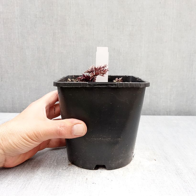 Spécimen de Cierge d'argent, Cimicifuga simplex Pink Spike Pot de 2L/3L tel que livré au printemps