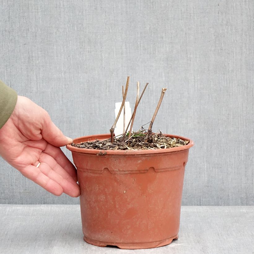 Example of Cimicifuga racemosa - Cierge d'argent Pot de 2L/3L as you get in hiver