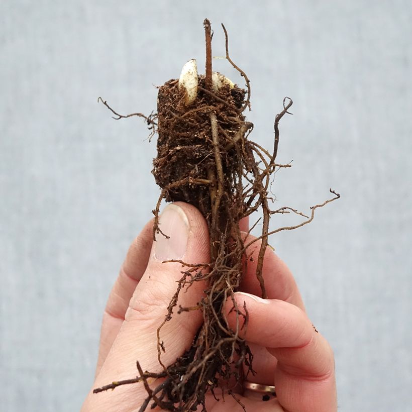 Example of Cimicifuga racemosa - Cierge d'argent Racines nues, Qualité Extra équivalant à un pot de 2L as you get in hiver