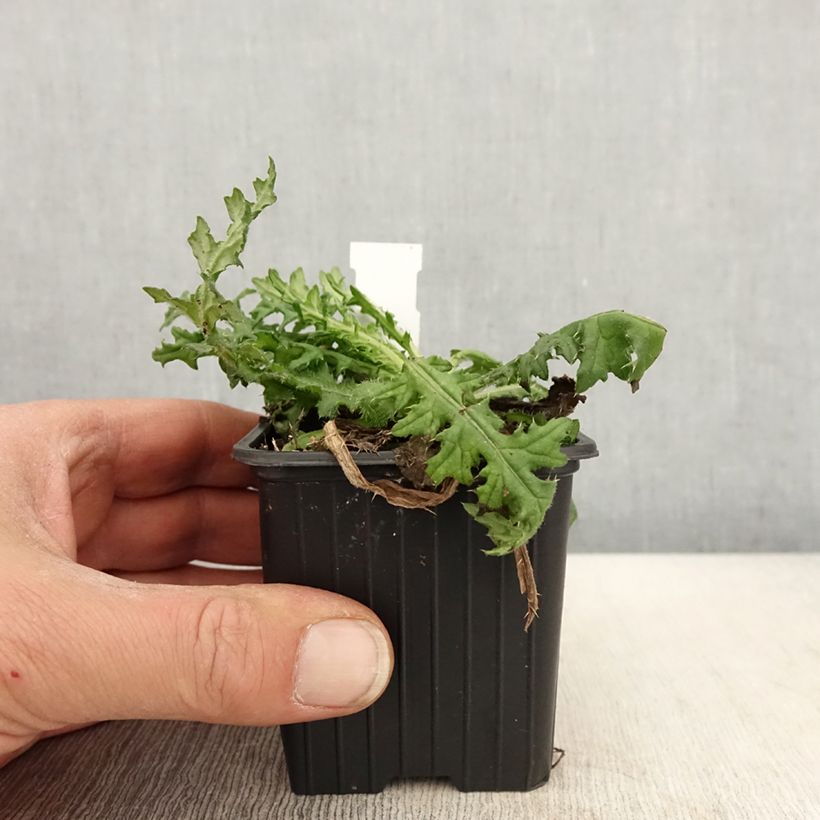 Example of Cirsium japonicum Rose Beauty - Cirse du Japon Godet de 8/9 cm as you get in printemps